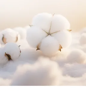 Natural cotton boll detail shot, soft fluffy white fibers with warm aesthetic lighting.
