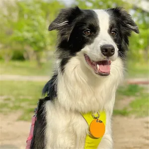 Detail view of cute orange leather pet ID tag and bright green dog harness worn by collie.