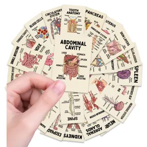 Cute anatomical organ educational cards set, 36pcs human body learning flashcards for kids.