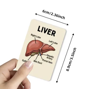 Liver anatomy educational flash card detail showing lobes and blood vessels for kids learning.