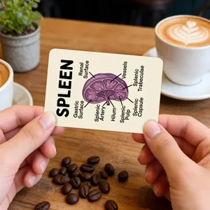 Detailed view of anatomical spleen flashcard showing clear organ structure for kids learning.