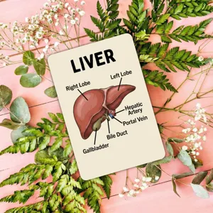 Educational anatomical liver learning flashcard for kids science school teaching aids.
