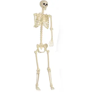 Nahaufnahme des Plastik-Skelett-Requisits mit beweglichen Gelenken für Halloween-Deko.