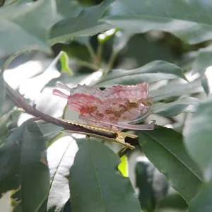 Close-up detail of a charming pink resin 3d butterfly hair clip resting on green leaves.