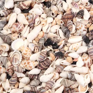 Grande mix di conchiglie e lumache naturali per accessori di bigiotteria fai da te.