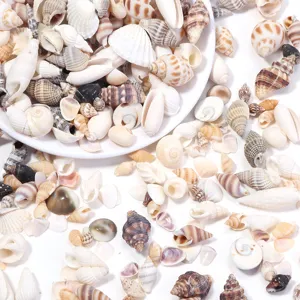 Ciondoli in Conchiglia Naturale Perline di Conchiglia Perforate per Accessori per Orecchini e Collane Fai-da-te Creazione di Gioielli Artigianali Dimensioni Piccole e Grandi