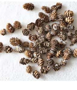 Natural pine cones for Christmas tree decoration, rustic dried pinecones for holiday crafts.