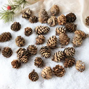 Natural pine cones for Christmas tree decor, rustic bulk pinecones for crafts and holiday displays.