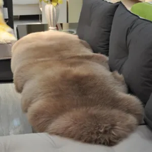 Detailed view of fluffy natural sheepskin rug texture, soft beige long wool cushion for home.