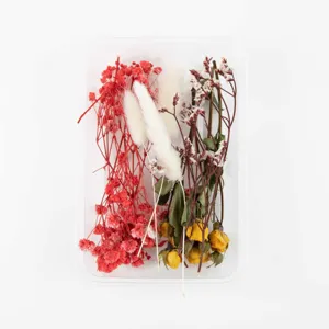 Detailansicht von getrockneten Blumen in einer Box, ideal für DIY-Bastelprojekte geeignet.