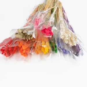 Natürliche Getrocknete Blumen Strauch Pampasgras Hasenschwänze Schilf Pflanzen Für Zuhause Wohnzimmer Hochzeit Party Blumenarrangement