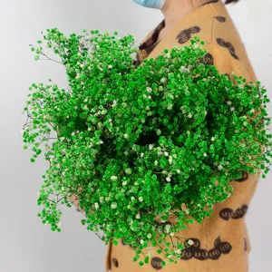 Gedetailleerd overzicht van geconserveerd groen gipskruid droogbloemenboeket voor decoratie.