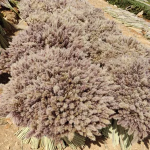 Natural dried pampas grass bouquet detail view, fluffy reed plumes for wedding floral decor.