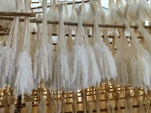 Natural dried white pampas grass fluffy reed plumes for home and wedding floral arrangement decor.
