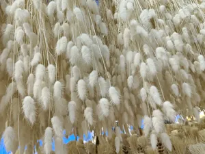 Detailed shot of white dried bunny tails grass bunch, natural fluffy floral decor for home.