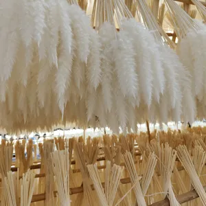 Detailed view of fluffy white dried pampas grass bundles hanging naturally for rustic home decor.