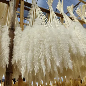 Dried white pampas grass plant detail showcasing fluffy texture and natural rustic aesthetic.