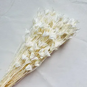 White dried natural flowers bouquet, elegant floral arrangement for home decor and DIY crafts.