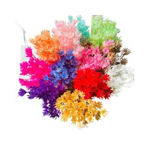 Colorful preserved star flowers dried flowers bouquet for DIY floral arrangement home decor.