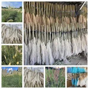 Natural dried pampas grass bouquet fluffy fluffy plumes home decor wedding floral arrangement