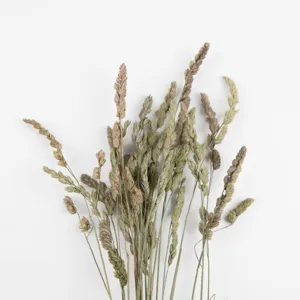 Natural dried grass bouquet for home decoration, DIY floral arrangements and glass decor.
