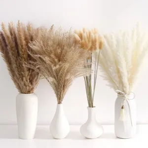 Natural dried pampas grass bouquet with white ceramic vases for living room home decor.