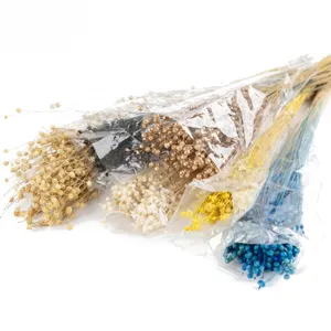 Ramo de Flores Secas Naturales Decoración Rústica del Hogar Arreglo Floral DIY Ramas de Vainas de Frijoles Secos