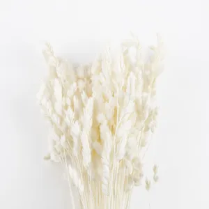 Natural white dried grass for home decor, DIY floral arrangements and glass dome displays.