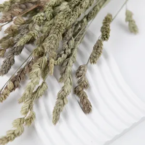 Natural dried elf grass bouquet for home decoration, DIY floral arrangements and crafts.