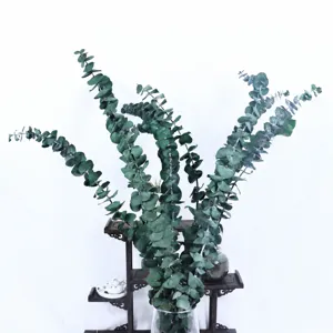Konservierte Eukalyptus Blätter Zweige Strauß für Heimdekoration Blumenarrangements.