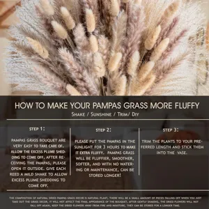 Natural dried pampas grass bouquet for home decor wedding floral arrangement photography props.
