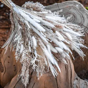Φυσικό αποξηραμένο μπουκέτο γρασιδιού pampas ουρές κουνελιού καλάμια λουλούδια διακόσμηση.