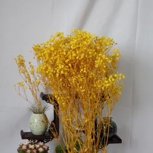 Yellow dried gypsophila detail shot, beautiful baby breath flower bunch for floral arrangement.