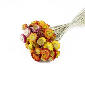 Primo piano dettaglio di bouquet di fiori di paglia secchi colorati, decorazione naturale.