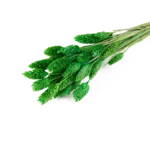 Grüner getrockneter Blumenstrauß für Heimdekoration, natürliches Gras Bündel für Vasen.
