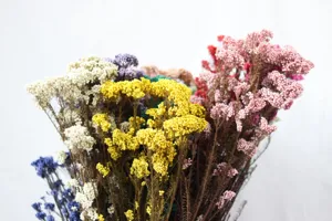 Fleurs de riz séchées et conservées pour déco DIY, arrangement floral bureau, multicolore.