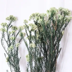 Vue détaillée de fleurs de riz blanches séchées, plante conservée naturelle pour décoration.