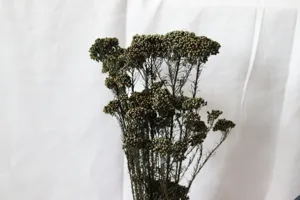 Détail de fleurs séchées conservées, tiges botaniques vertes délicates pour décoration florale DIY.