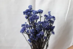 Fleur de riz pressee bleue vue de detail gros plan pour arrangement floral deco maison.