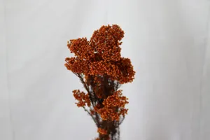Bouquet de fleurs de riz séchées et conservées naturelles pour déco maison et bureau DIY.