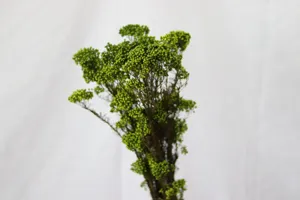 Vue détaillée d'un bouquet de fleurs séchées vertes pour la décoration de la maison et du bureau.