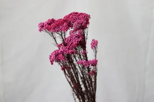 Détail d'un bouquet de fleurs de riz violettes préservées pour déco maison DIY et arrangements de bureau.