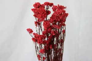 Gros plan de fleurs de riz préservées rouge vif, idéal pour la décoration intérieure.