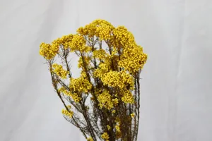 Fleurs de riz jaunes préservées naturelles pour décoration de maison DIY et arrangement de bureau.
