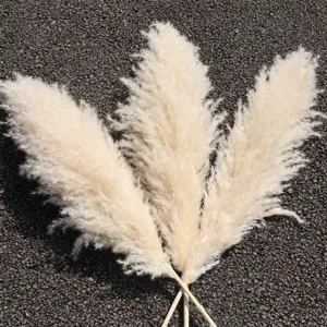 Natural white pampas grass dried flower detail shot, perfect for wedding home decor and DIY crafts.
