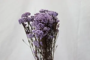 Bouquet de fleurs de riz séchées et conservées violettes pour décoration d'intérieur.
