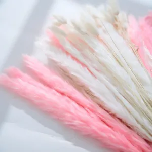 Détail en gros plan d'herbe de queue de lapin séchée en rose et blanc pour déco florale.
