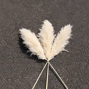 Close-up detail shot of fluffy white dried pampas grass stems for elegant home decor.