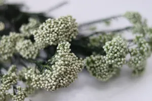 Gros plan detaille de fleurs de riz blanches preservees, ideal pour decoration florale DIY.