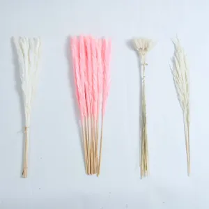 Gros plan de bouquets de herbes de pampa séchées colorées pour décoration intérieure.